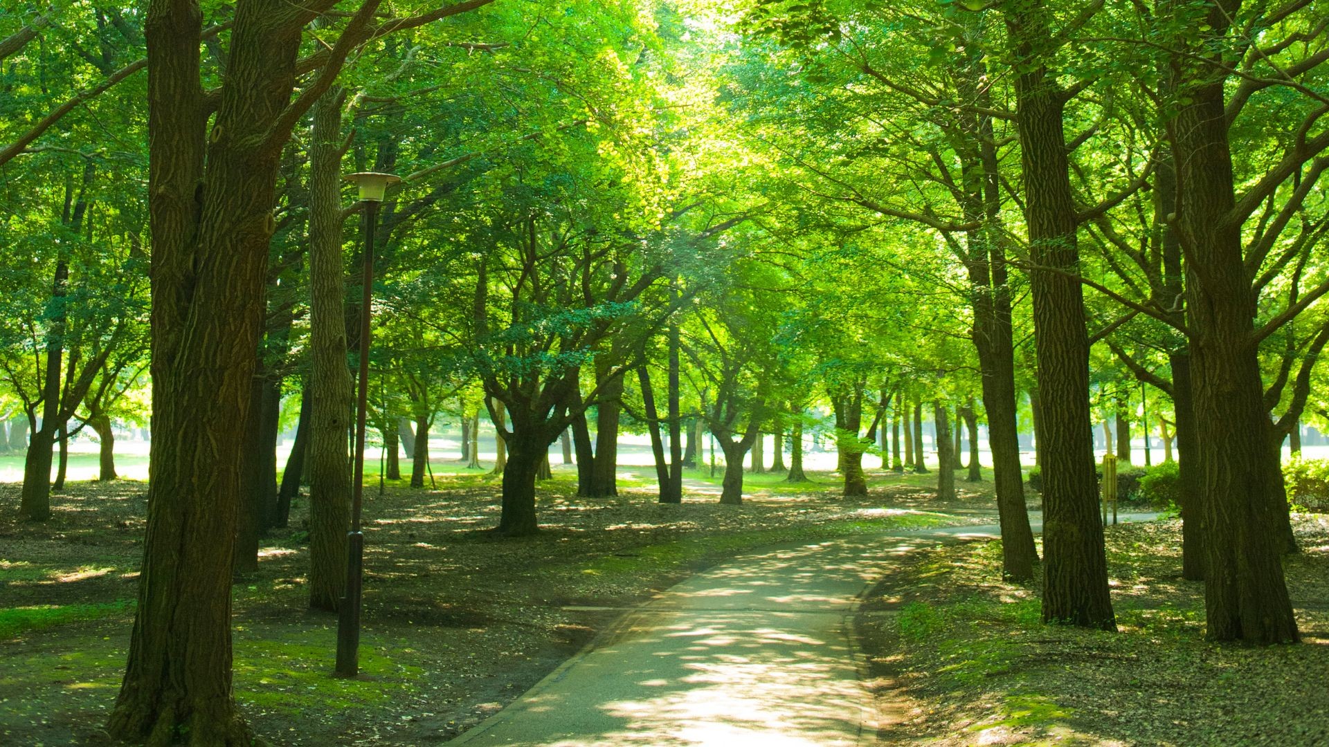Lato w mieście? Tylko w zielonej odsłonie! Poznaj Park Lotników – idealne miejsce na krakowskie lato.